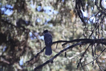Bird In The Tree, Jasper National Park, Alberta