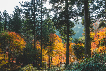 日本の綺麗な紅葉の木々