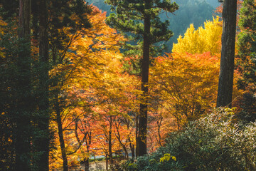 日本の綺麗な紅葉の木々