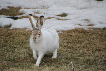 Red-Eyed Rabbit, Edmonton, Alberta