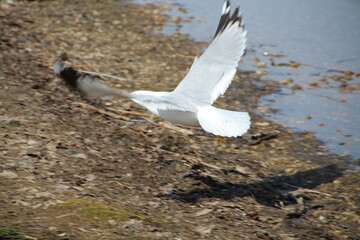 Seagull In Flight, William Hawrelak Park, Edmonton, Alberta