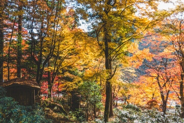Fototapeta na wymiar 日本の綺麗な紅葉の木々