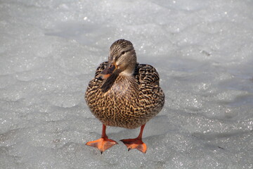 Mallard On The Ice, William Hawrelak Park, Edmonton, Alberta