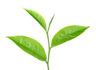 green tea leaf on white background