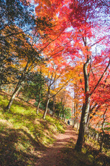 美しい日本の紅葉の木々と葉