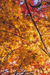 日本の秋の紅葉の葉