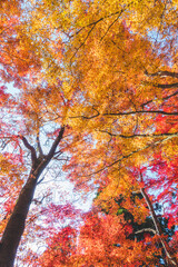 美しい日本の紅葉の木々と葉