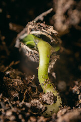 primer plano macro de germinación de semilla de girasol en tieera de compost natural en primavera cordoba argentina 