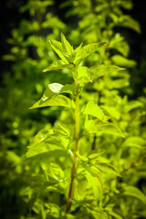 green leaves background