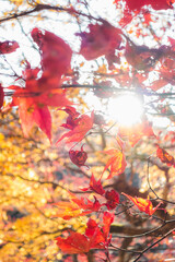 Obraz na płótnie Canvas 日本の秋の紅葉の葉