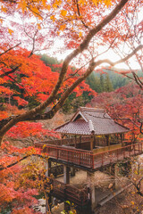 日本の瓦の建物の美しい紅葉