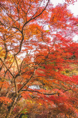 Fototapeta na wymiar 美しい日本の紅葉の木々と葉