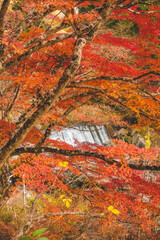 川沿いに咲くもみじと滝