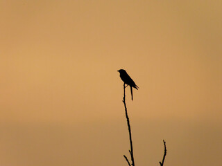 silhouette of a bird