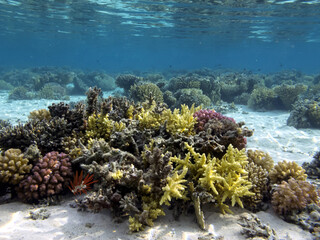 Hard and soft coral reef background and sea urchin