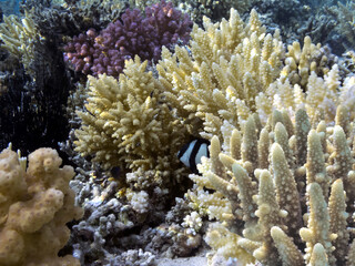 Fototapeta na wymiar Hard and soft coral reef background and sea urchin