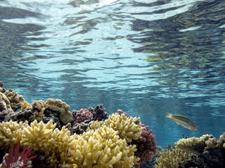 Naklejka na ściany i meble Hard and soft coral reef background and sea urchin