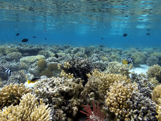 Fototapeta na wymiar Hard and soft coral reef background and sea urchin