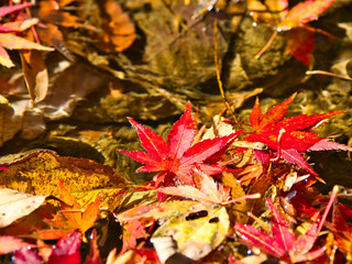 富津もみじロードの紅葉はじめ