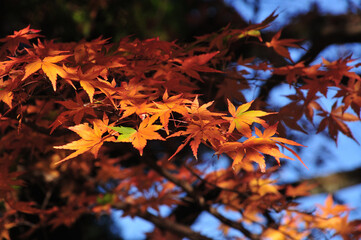紅葉もみじ