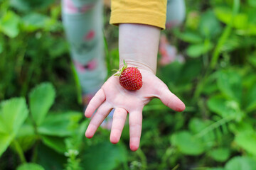 A child holds in his hand a large red strawberry on a background of green grass