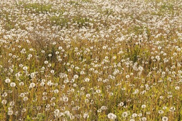 a field of dandelions that the sun shines on