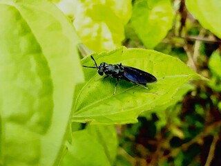 bug on a leaf
