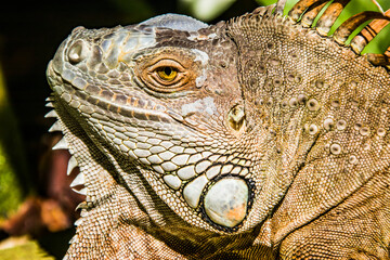 The Red Iguana(Iguana iguana) closeup image. 
it actually is green iguana, also known as the American iguana, is a large, arboreal, mostly herbivorous species of lizard of the genus Iguana.