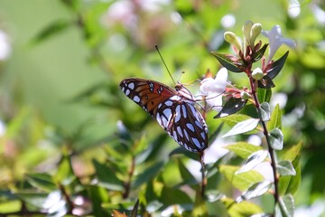 butterfly on a flower