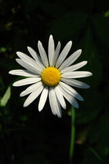 A close up of large wild chamomile (ox-eye daisy, Leucanthemum vulgare) in a morning dew in the bright sun, natural dark background