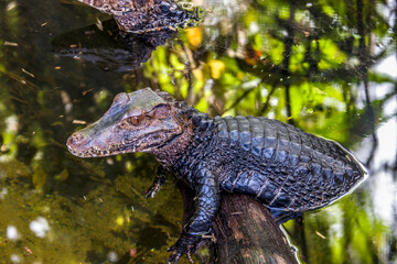 a Cuvier's dwarf caiman is in the pond.
It is a small crocodilian in the alligator family from northern and central South America. 
It lives in riverine forests, flooded forests near lakes.