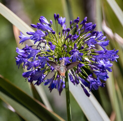 Picture behind hummingbird feeding on blue flower