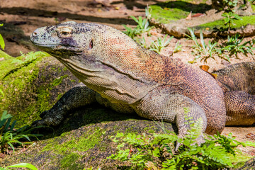 The Red Iguana(Iguana iguana) closeup image. 
it actually is green iguana, also known as the American iguana, is a large, arboreal, mostly herbivorous species of lizard of the genus Iguana.