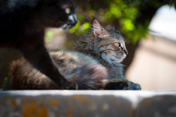 Streunerkatze