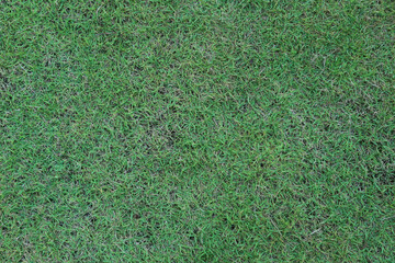 Green grass texture for background