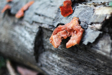 orange mushroom growing on a piece of wood