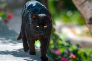 Streunerkatze