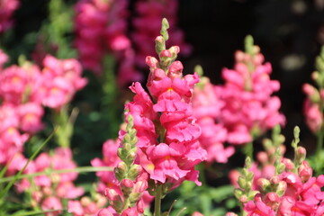 Pink In The Garden, Edmonton, Alberta