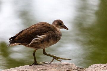 Small bird near to the water