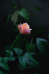 Light orange rose vuvuzela flower in full bloom on green leaf background nature.