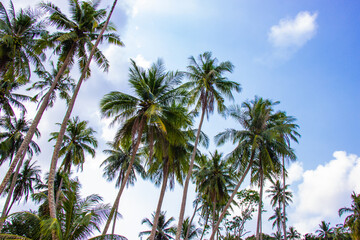 Palm trees and the sky bright on beautiful area at Koh Kood island Trat province Thailand.