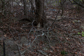 roots in the forest1