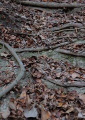 roots in autumn forest