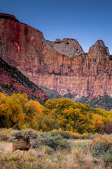 Autumn scene with a deer in front of the Towers of the Virgin in Zion National Park