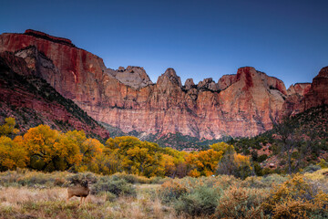 Fototapeta premium Autumn scene with a deer in front of the Towers of the Virgin in Zion National Park