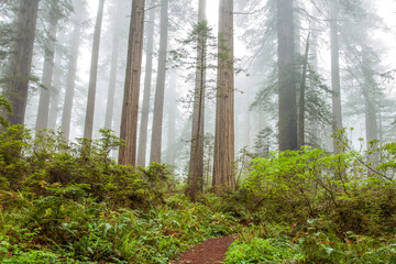 Fototapeta na wymiar Coastal fog in the morning shrouds Redwood National Park in Northern California