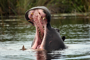 Fototapeta premium The common hippopotamus (Hippopotamus amphibius), or hippo aggressive with its mouth open. Big hippo muzzle in the water.