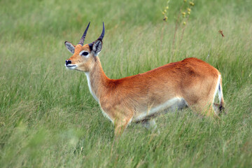 The lechwe (Kobus leche), or southern lechwe in the grass. A large male red lechwe in the tall grass of the humid Okavango Delta.