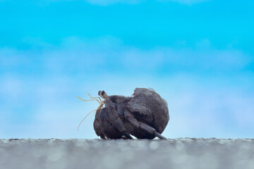 ヤドカリと青い海