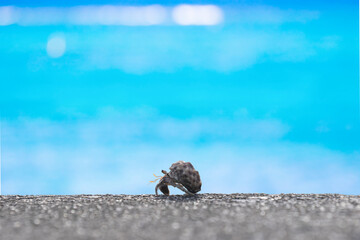 ヤドカリと青い海